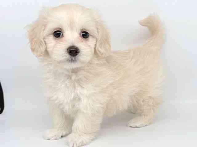 大阪府のハーフ犬・ミックス犬 (ひごペットフレンドリー瓜破店/2025年8月31日生まれ/女の子/ホワイト)の子犬の2枚目の画像