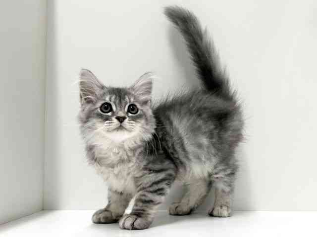 愛知県のミヌエット (ひごペットフレンドリーららぽーと名古屋みなとアクルス店/2025年8月31日生まれ/男の子/ブルーシルバータビー)の子猫の2枚目の画像