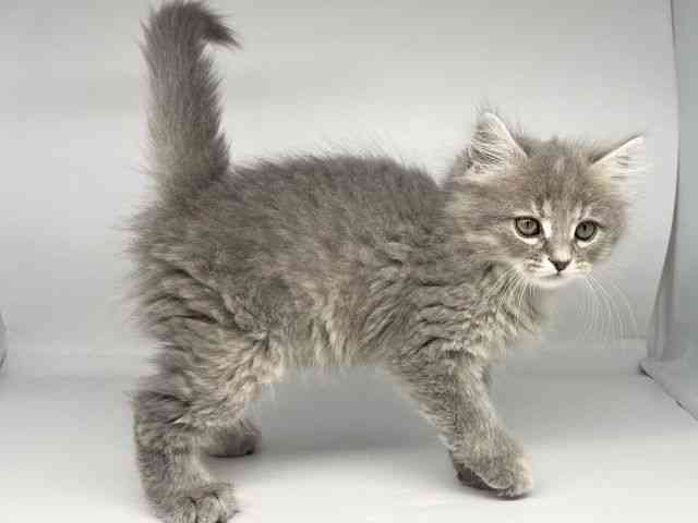 徳島県のミヌエット (ひごペットフレンドリーゆめタウン徳島店/2025年8月31日生まれ/女の子/ブルーパッチドタビー)の子猫の2枚目の画像