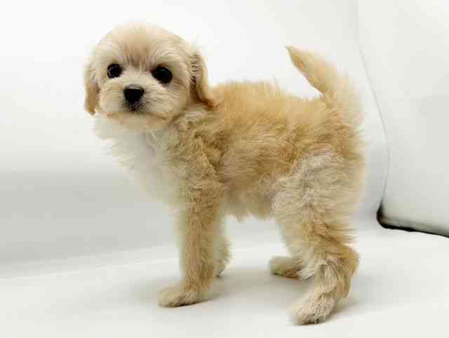 兵庫県のチワプー/プーチー(チワワ×プードル) (ひごペットフレンドリーコロワ甲子園店/2025年8月29日生まれ/女の子/クリーム)の子犬の2枚目の画像