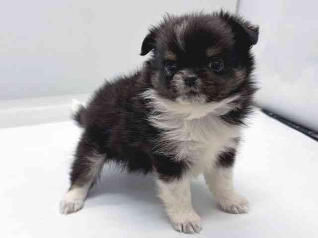 京都府のハーフ犬・ミックス犬 (ひごペットフレンドリー京都店/2025年8月31日生まれ/女の子/ブラックタンホワイト)の子犬の2枚目の画像