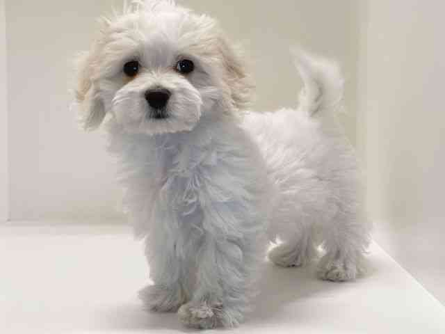 兵庫県のマルックス(マルチーズ×ダックス) (ひごペットフレンドリーイトーヨーカドー明石店/2025年8月31日生まれ/女の子/ホワイト)の子犬の2枚目の画像