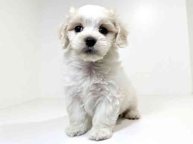 兵庫県のハーフ犬・ミックス犬 (ひごペットフレンドリーイトーヨーカドー明石店/2025年8月31日生まれ/女の子/ホワイト)の子犬の2枚目の画像