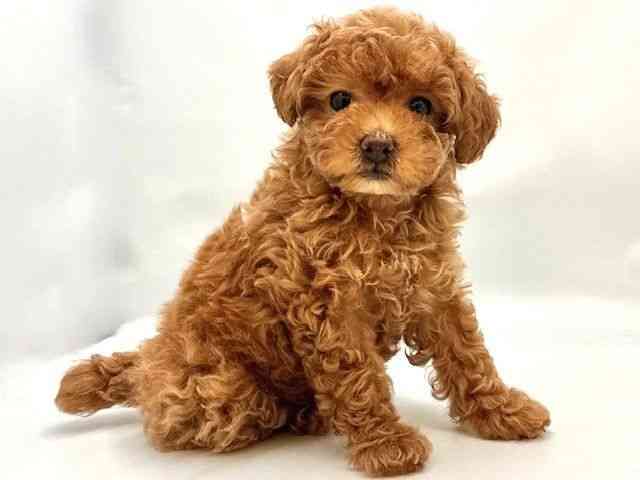 大阪府のトイプードル(トイ) (ひごペットフレンドリー東淀川店/2025年8月29日生まれ/女の子/レッド)の子犬の2枚目の画像