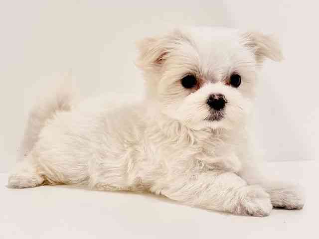 奈良県のマルチーズ (ひごペットフレンドリーイオンモール橿原ウエスト・ビレッジ店/2025年8月31日生まれ/男の子/ホワイト)の子犬の2枚目の画像