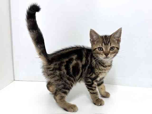 大阪府のアメリカンショートヘアー (ひごペットフレンドリーベルファⅡ都島店/2025年8月24日生まれ/男の子/ブラウンタビー)の子猫の2枚目の画像