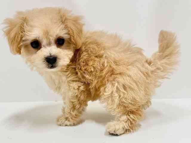 奈良県のマルプー(マルチーズ×プードル) (ひごペットフレンドリーイオンモール橿原ウエスト・ビレッジ店/2025年8月28日生まれ/女の子/アプリコット)の子犬の2枚目の画像
