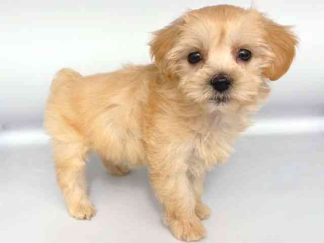 大阪府のマルプー(マルチーズ×プードル) (ひごペットフレンドリー岸和田店/2025年8月28日生まれ/女の子/アプリコット)の子犬の2枚目の画像