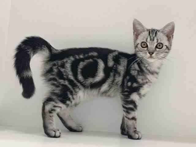 兵庫県のアメリカンショートヘアー (ひごペットフレンドリーイトーヨーカドー明石店/2025年8月25日生まれ/女の子/シルバータビー)の子猫の2枚目の画像