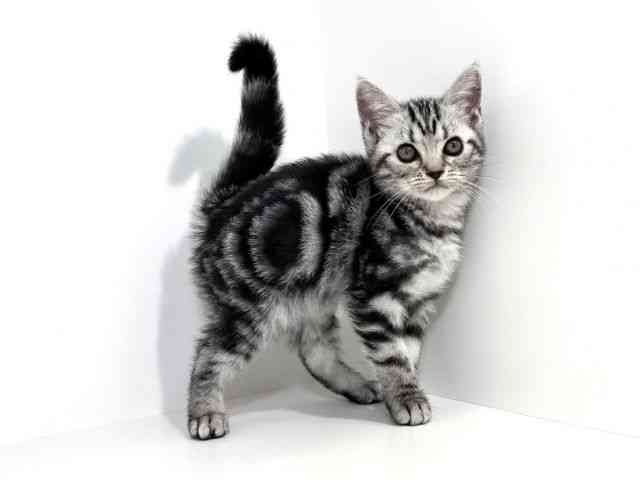 兵庫県のアメリカンショートヘアー (ひごペットフレンドリーイトーヨーカドー明石店/2025年8月25日生まれ/女の子/シルバータビー)の子猫の2枚目の画像