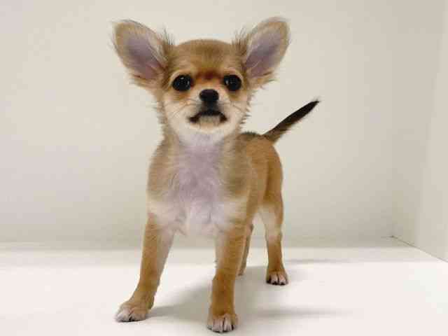 兵庫県のチワワ(ロング) (ひごペットフレンドリーイトーヨーカドー明石店/2025年8月31日生まれ/女の子/レッド)の子犬の2枚目の画像