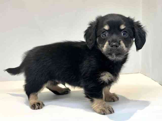 大阪府のハーフ犬・ミックス犬 (ひごペットフレンドリーセブンパーク天美店/2025年8月30日生まれ/男の子/ブラックタン)の子犬の2枚目の画像