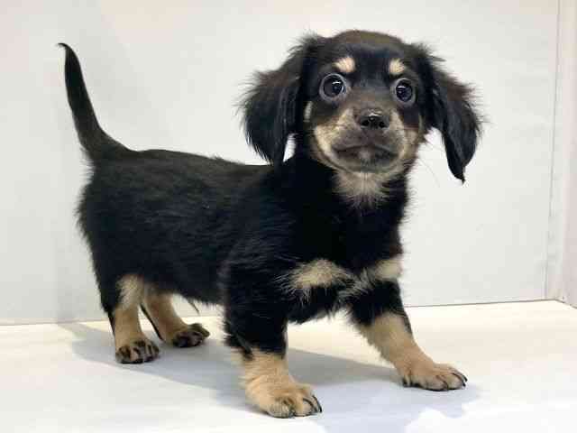 大阪府のチワックス(チワワ×ダックス) (ひごペットフレンドリーセブンパーク天美店/2025年8月30日生まれ/男の子/ブラックタン)の子犬の2枚目の画像