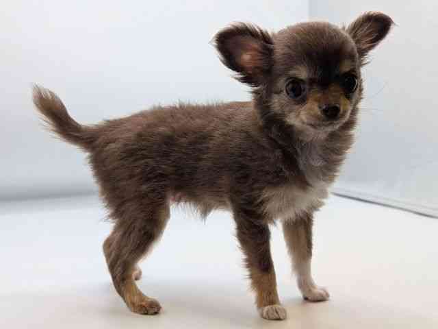 香川県のチワワ(ロング) (ひごペットフレンドリーゆめタウン高松店/2025年8月31日生まれ/女の子/チョコレートタン)の子犬の2枚目の画像