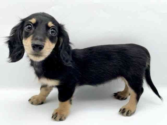 奈良県のミニチュアダックスフンド(ロング) (ひごペットフレンドリートナリエ大和高田店/2025年8月24日生まれ/女の子/ブラックイエロー)の子犬の2枚目の画像