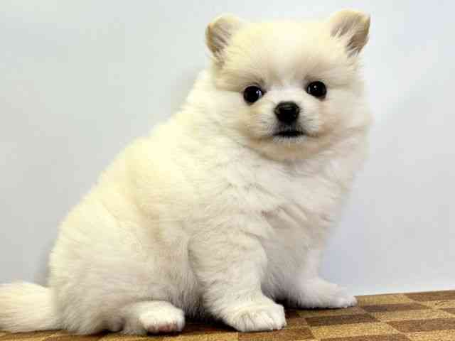 愛媛県のポメチワ/チワポメ/ポメチー(ポメラニアン×チワワ) (ひごペットフレンドリーエミフルMASAKI店/2025年8月27日生まれ/女の子/クリームホワイト)の子犬の2枚目の画像