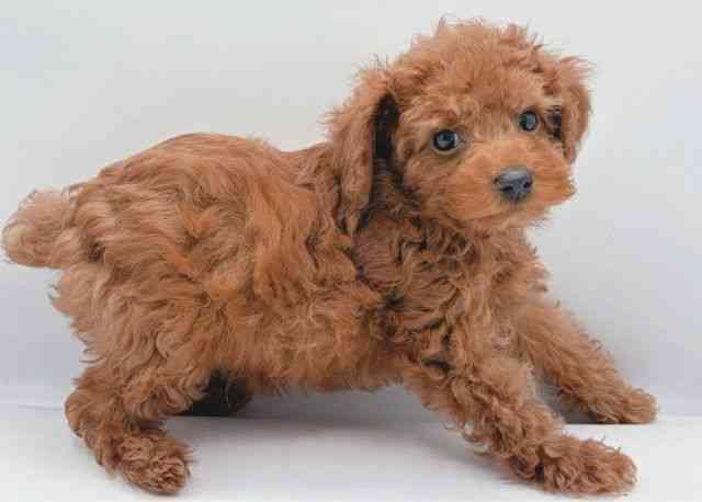 島根県のトイプードル(トイ) (ひごペットフレンドリーイオン松江ショッピングセンター店/2025年8月17日生まれ/男の子/レッド)の子犬の2枚目の画像