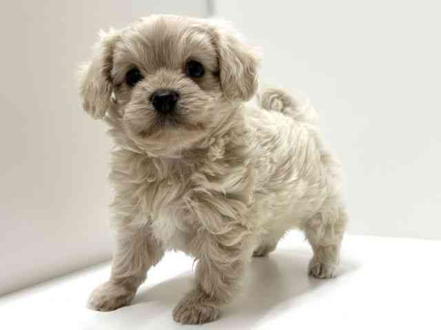 愛知県のチワプー/プーチー(チワワ×プードル) (ひごペットフレンドリーららぽーと名古屋みなとアクルス店/2025年8月31日生まれ/男の子/クリーム)の子犬の2枚目の画像