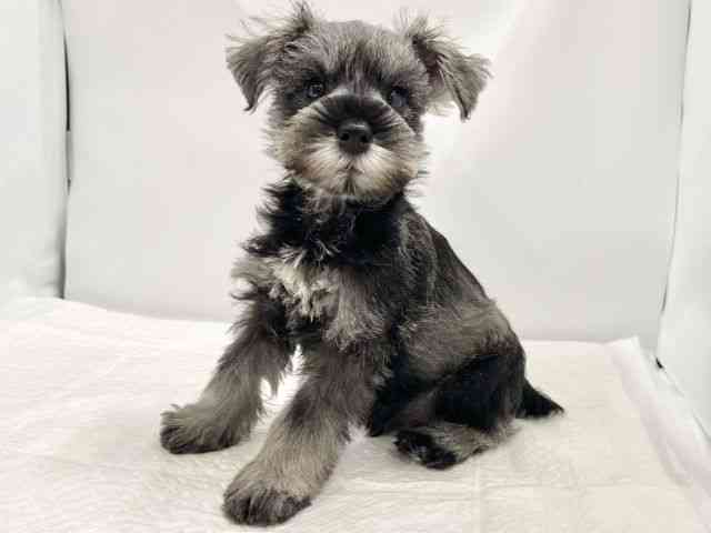 高知県のミニチュアシュナウザー (ひごペットフレンドリーイオンモール高知店/2025年8月30日生まれ/男の子/ソルトペッパー)の子犬の2枚目の画像