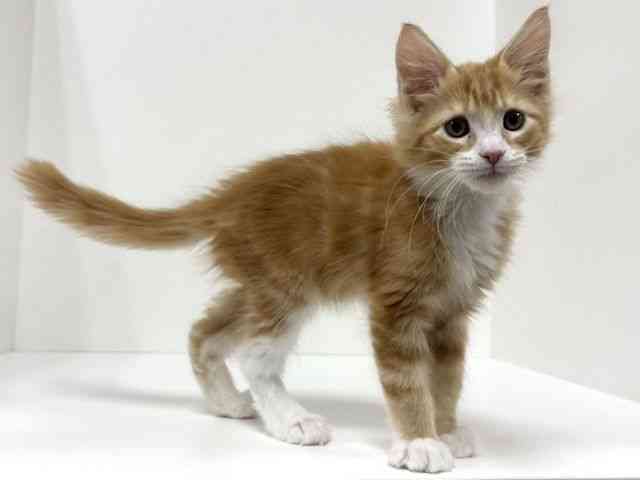 愛知県のメインクーン (ひごペットフレンドリーイトーヨーカドー知多店/2025年8月31日生まれ/男の子/レッドタビーホワイト)の子猫の2枚目の画像