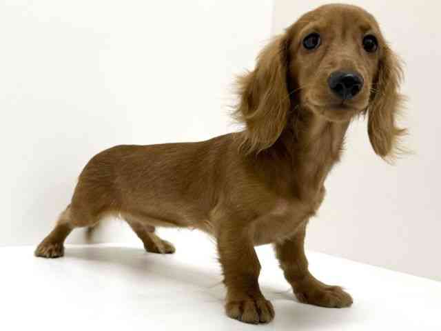 大阪府のミニチュアダックスフンド(ロング) (ひごペットフレンドリーくずはモール店/2025年8月30日生まれ/男の子/クリアレッド)の子犬の2枚目の画像