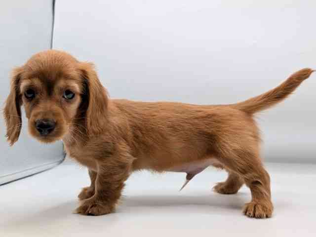 香川県のミニチュアダックスフンド(ロング) (ひごペットフレンドリーゆめタウン高松店/2025年8月30日生まれ/男の子/クリアレッド)の子犬の2枚目の画像