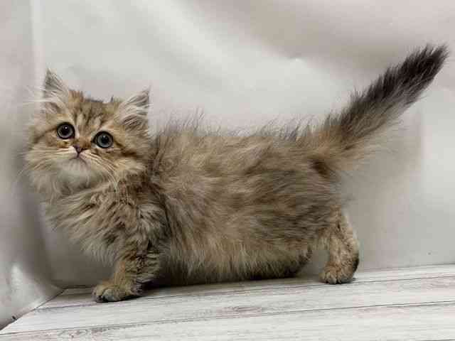 和歌山県のペルシャ (ひごペットフレンドリーパームシティ和歌山店/2025年8月29日生まれ/女の子/チンチラゴールデン)の子猫の2枚目の画像