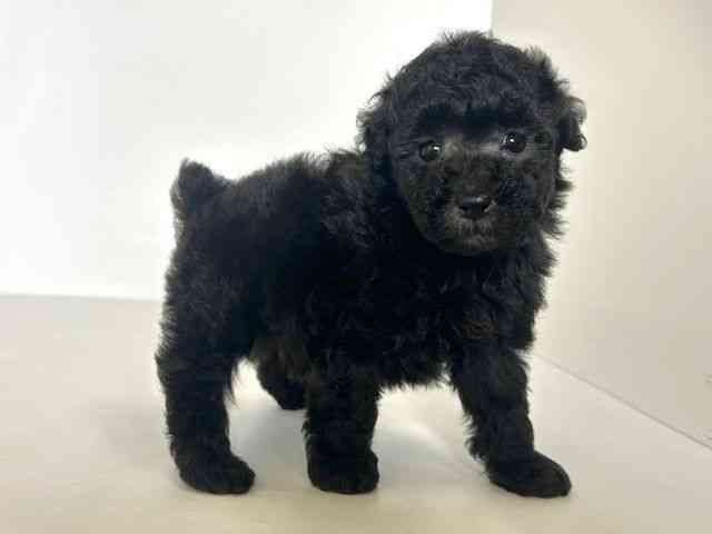 大阪府のトイプードル(トイ) (ひごペットフレンドリーアクロスプラザ住之江店/2025年8月31日生まれ/男の子/シルバー)の子犬の2枚目の画像