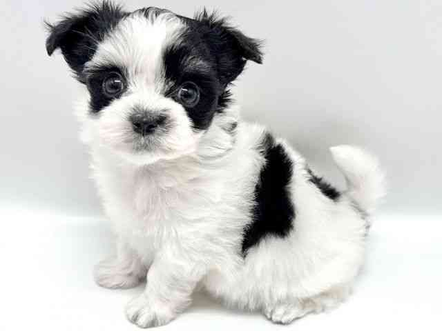 大阪府のチワマル/マルチワ(チワワ×マルチーズ) (ひごペットフレンドリーイオンタウン豊中庄内店/2025年8月28日生まれ/女の子/パーティーカラー)の子犬の2枚目の画像