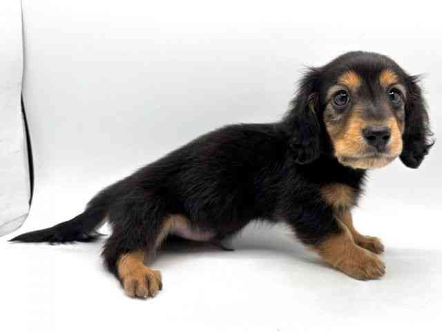 奈良県のカニンヘンダックスフンド(ロング) (ひごペットフレンドリー田原本店/2025年8月30日生まれ/男の子/ブラックタン)の子犬の2枚目の画像