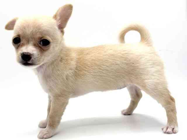 大阪府のポメチワ/チワポメ/ポメチー(ポメラニアン×チワワ) (ひごペットフレンドリーみのおキューズモール店/2025年8月31日生まれ/女の子/クリーム)の子犬の2枚目の画像