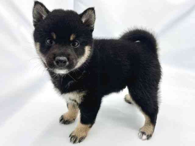 大阪府の柴犬(標準サイズ) (ひごペットフレンドリーイトーヨーカドー津久野店/2025年8月30日生まれ/男の子/黒)の子犬の2枚目の画像