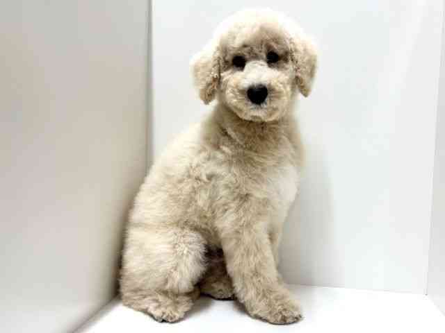 愛知県のスタンダードプードル (ひごペットフレンドリーららぽーと名古屋みなとアクルス店/2025年8月23日生まれ/男の子/クリーム)の子犬の2枚目の画像