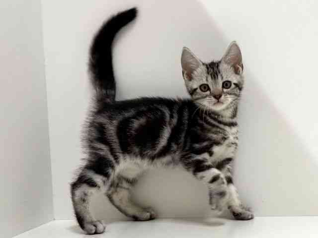 奈良県のアメリカンショートヘアー (ひごペットフレンドリーイオンモール橿原ウエスト・ビレッジ店/2025年8月29日生まれ/男の子/シルバータビー)の子猫の2枚目の画像
