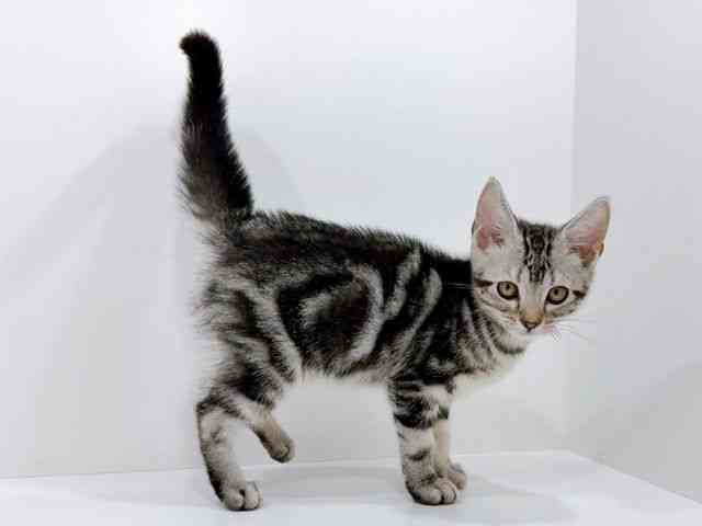 香川県のアメリカンショートヘアー (ひごペットフレンドリーゆめタウン高松店/2025年8月29日生まれ/男の子/シルバータビー)の子猫の2枚目の画像