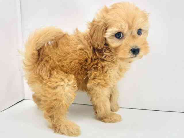 兵庫県のハーフ犬・ミックス犬 (ひごペットフレンドリークラウンパーク伊丹店/2025年8月31日生まれ/男の子/アプリコット)の子犬の2枚目の画像