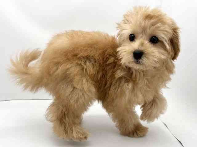 兵庫県のマルプー(マルチーズ×プードル) (ひごペットフレンドリークラウンパーク伊丹店/2025年8月31日生まれ/男の子/アプリコット)の子犬の2枚目の画像