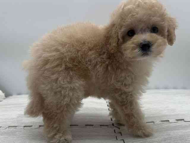 島根県のマルプー(マルチーズ×プードル) (ひごペットフレンドリーイオンモール出雲店/2025年8月31日生まれ/女の子/アプリコット)の子犬の2枚目の画像