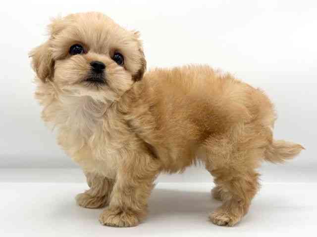 大阪府のハーフ犬・ミックス犬 (ひごペットフレンドリーららぽーとEXPOCITY店/2025年8月30日生まれ/男の子/クリーム)の子犬の2枚目の画像