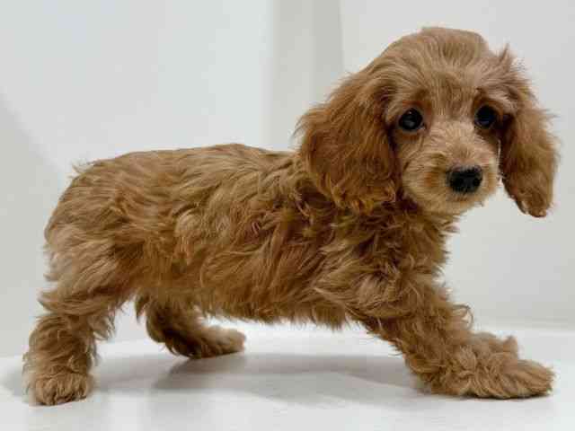 奈良県のハーフ犬・ミックス犬 (ひごペットフレンドリーイオンモール橿原ウエスト・ビレッジ店/2025年8月24日生まれ/女の子/レッド)の子犬の2枚目の画像