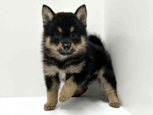 愛知県のハーフ犬・ミックス犬 (ひごペットフレンドリーららぽーと名古屋みなとアクルス店/2025年8月30日生まれ/男の子/黒)の子犬の2枚目の画像