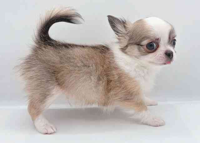 島根県のチワワ(ロング) (ひごペットフレンドリーイオン松江ショッピングセンター店/2025年8月29日生まれ/男の子/フォーンホワイト)の子犬の2枚目の画像