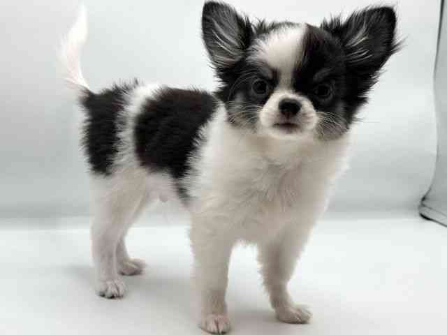 香川県のチワワ(ロング) (ひごペットフレンドリーゆめタウン高松店/2025年8月29日生まれ/男の子/ホワイトブラックタン)の子犬の2枚目の画像