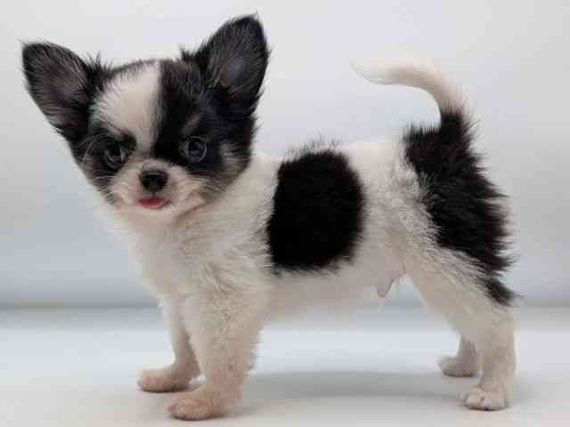 香川県のチワワ(ロング) (ひごペットフレンドリーゆめタウン高松店/2025年8月29日生まれ/男の子/ホワイトブラックタン)の子犬の2枚目の画像