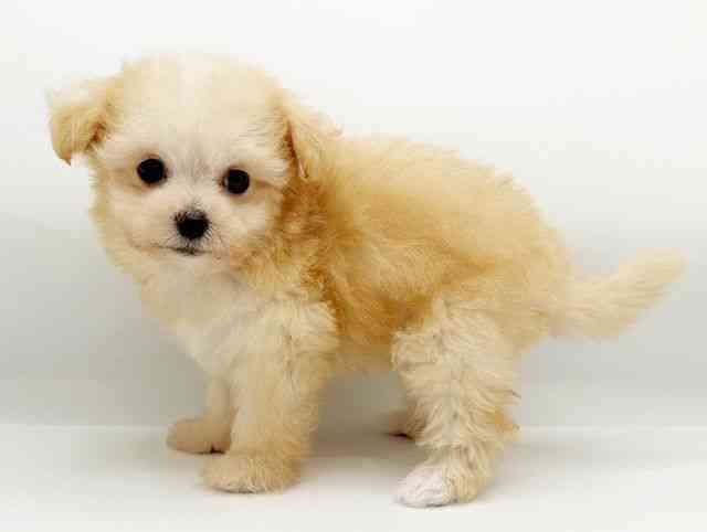 兵庫県のマルプー(マルチーズ×プードル) (ひごペットフレンドリーコロワ甲子園店/2025年8月30日生まれ/女の子/クリームホワイト)の子犬の2枚目の画像