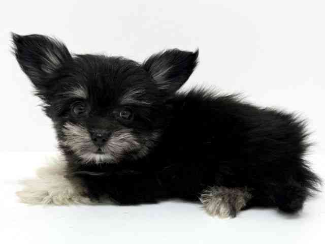 大阪府のチワマル/マルチワ(チワワ×マルチーズ) (ひごペットフレンドリーくずはモール店/2025年8月27日生まれ/男の子/ブラックタンホワイト)の子犬の2枚目の画像