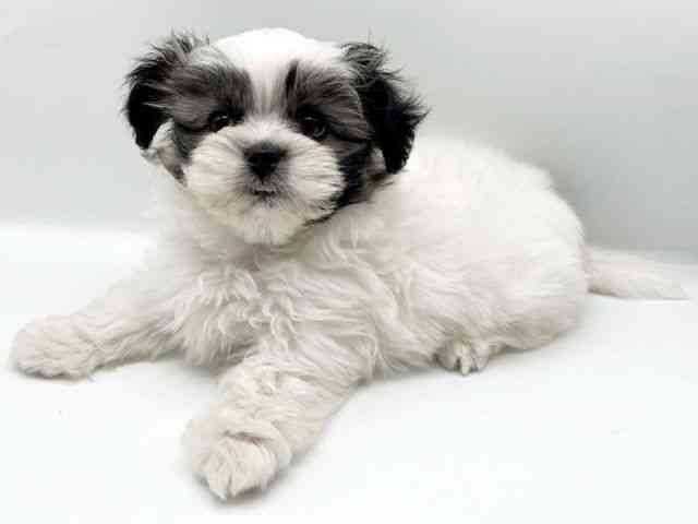 奈良県のペキマル/マルペキ(ペキニーズ×マルチーズ) (ひごペットフレンドリートナリエ大和高田店/2025年8月31日生まれ/女の子/パーティーカラー)の子犬の2枚目の画像