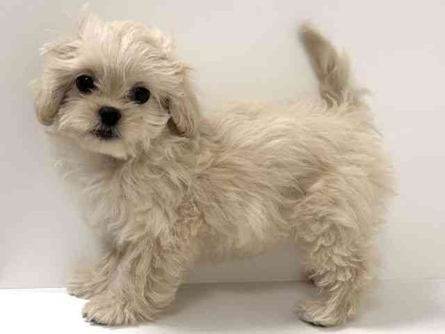 愛知県のハーフ犬・ミックス犬 (ひごペットフレンドリーイトーヨーカドー知多店/2025年8月30日生まれ/女の子/クリーム)の子犬の2枚目の画像