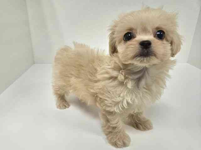 愛知県のハーフ犬・ミックス犬 (ひごペットフレンドリーイトーヨーカドー知多店/2025年8月30日生まれ/女の子/クリーム)の子犬の2枚目の画像