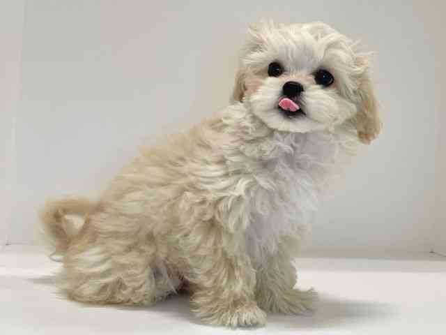 兵庫県のハーフ犬・ミックス犬 (ひごペットフレンドリーイトーヨーカドー明石店/2025年8月30日生まれ/男の子/クリーム)の子犬の2枚目の画像